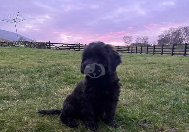 Cockapoo puppies for sale in Brechin, Angus