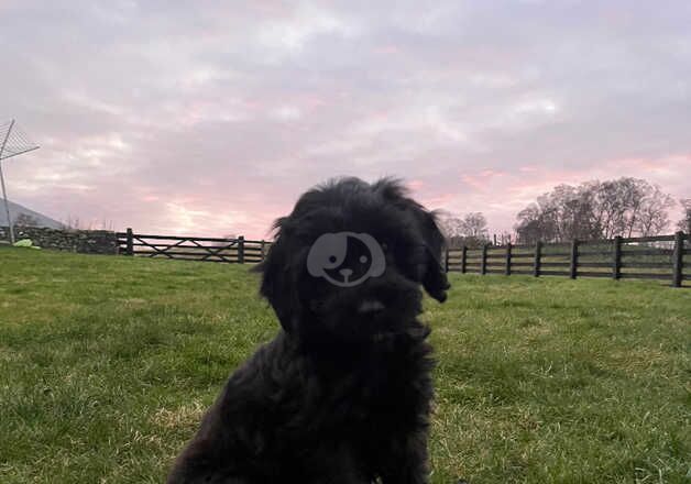 Cockapoo puppies for sale in Brechin, Angus - Image 2