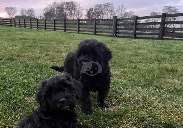 Cockapoo Puppies for sale in Angus