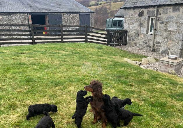 Cockapoo puppies for sale in Brechin, Angus - Image 4