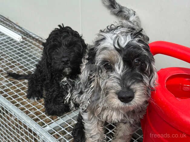 Cockapoo puppies for sale in Carnoustie, Angus - Image 1