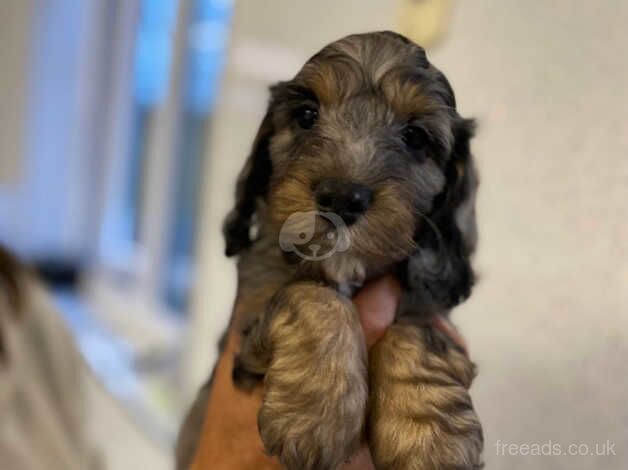 Cockapoo puppies for sale in Carnoustie, Angus - Image 2