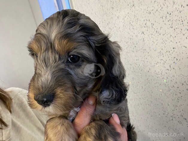 Cockapoo puppies for sale in Carnoustie, Angus - Image 3