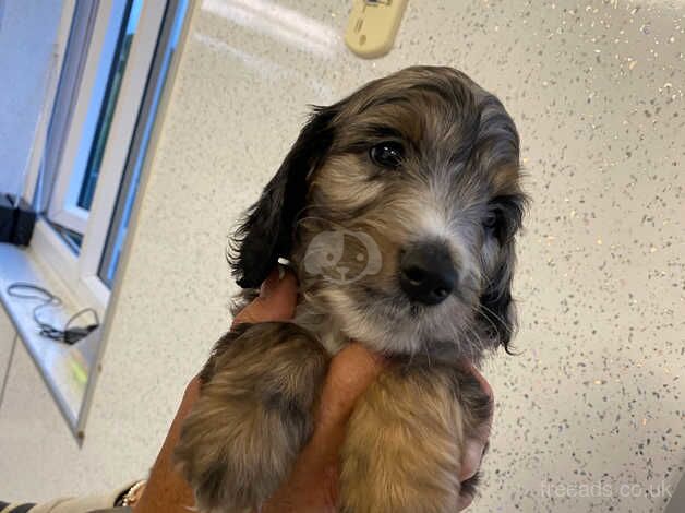 Cockapoo puppies for sale in Carnoustie, Angus - Image 4