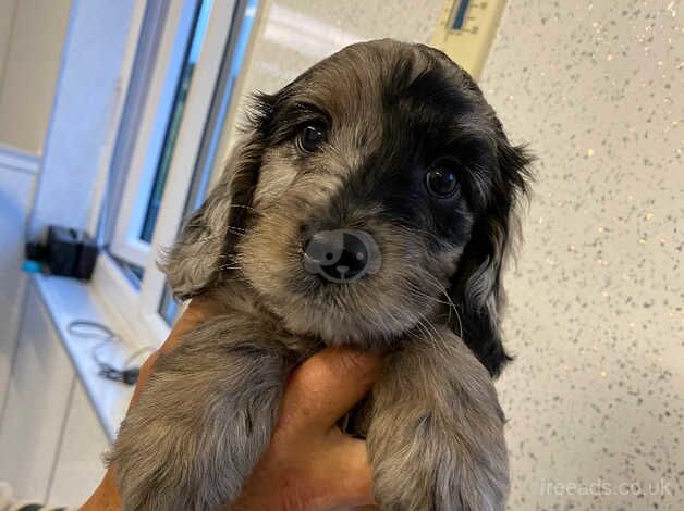 Cockapoo puppies for sale in Carnoustie, Angus - Image 5