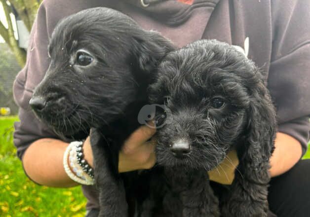 Cockapoo puppies for sale in Chelmsford, Essex