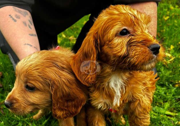 Cockapoo puppies for sale in Chelmsford, Essex - Image 2