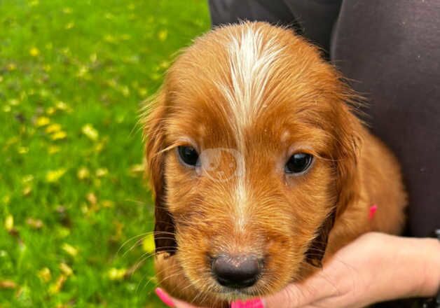 Cockapoo puppies for sale in Chelmsford, Essex - Image 3