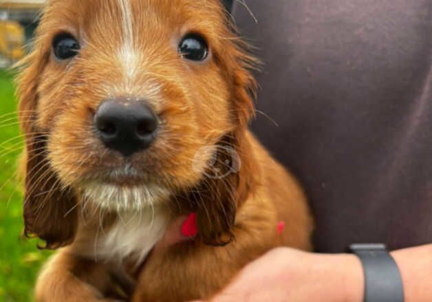 Cockapoo puppies for sale in Chelmsford, Essex - Image 4