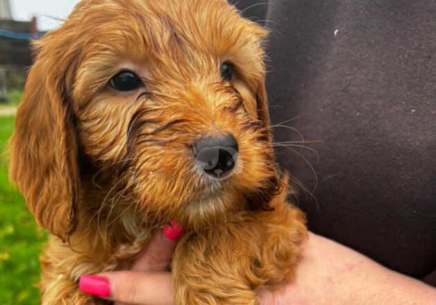 Cockapoo puppies for sale in Chelmsford, Essex - Image 5