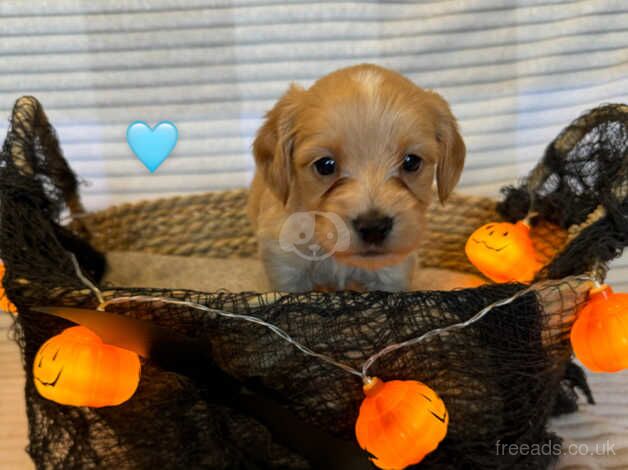 Cockapoo puppies for sale in Choppington, Northumberland - Image 1