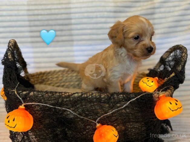 Cockapoo puppies for sale in Choppington, Northumberland - Image 2