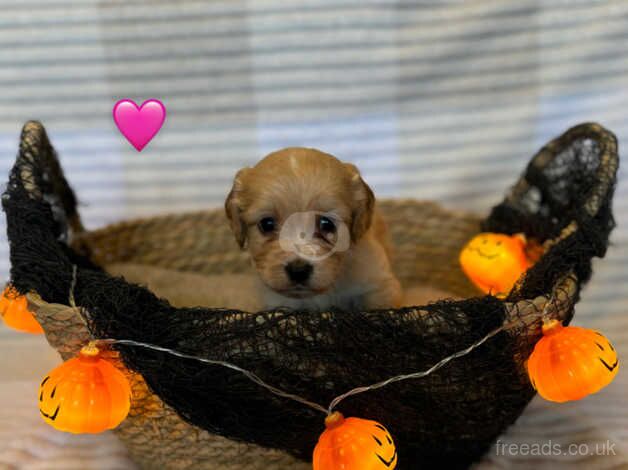 Cockapoo puppies for sale in Choppington, Northumberland - Image 3