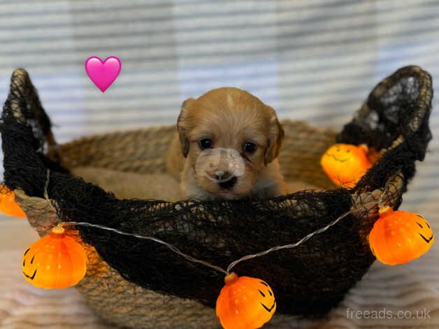 Cockapoo puppies for sale in Choppington, Northumberland - Image 4