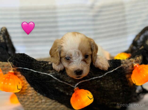 Cockapoo puppies for sale in Choppington, Northumberland - Image 5