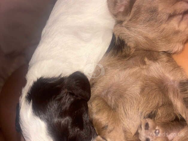 Cockapoo puppies for sale in Clacton-On-Sea, Essex - Image 1