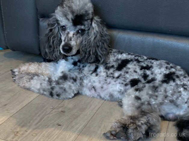 Cockapoo puppies for sale in Clacton-On-Sea, Essex - Image 3