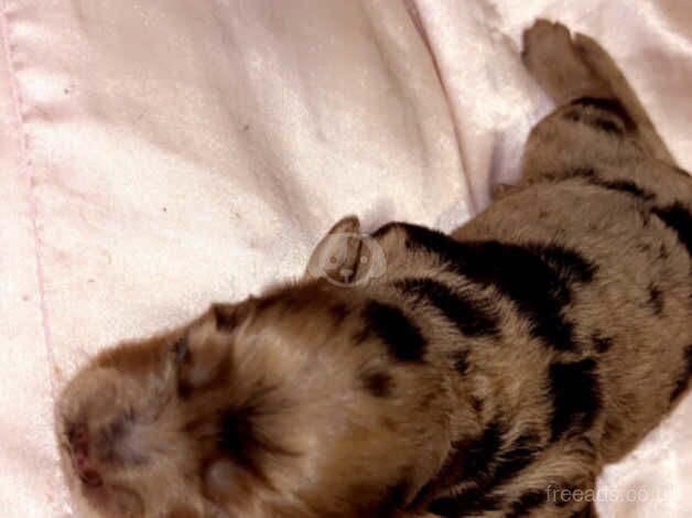 Cockapoo puppies for sale in Clacton-On-Sea, Essex - Image 5