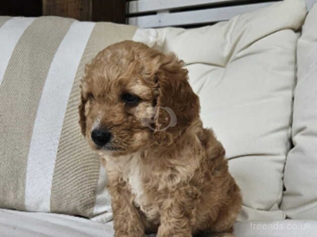 Cockapoo puppies for sale in Dereham, Norfolk