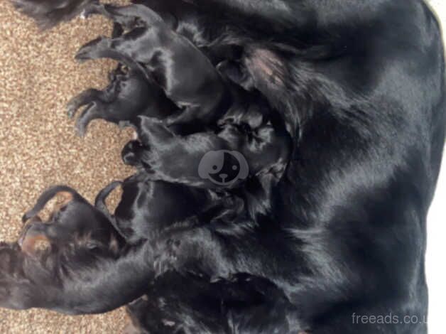 Cockapoo puppies for sale in Durham, County Durham