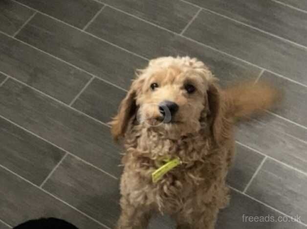 Cockapoo puppies for sale in Durham, County Durham - Image 2