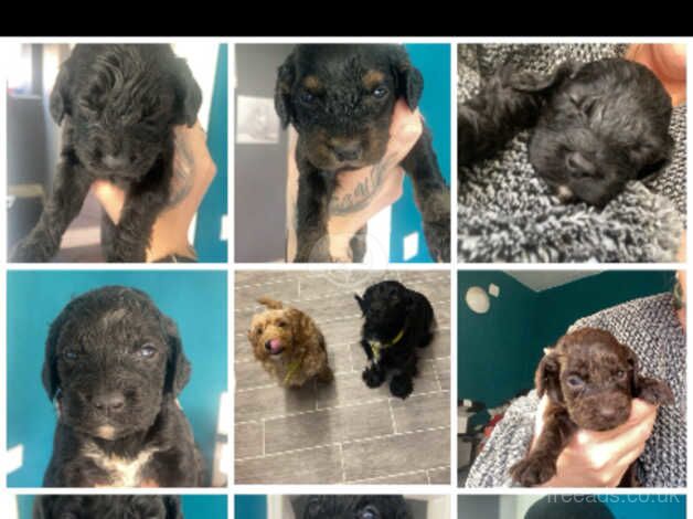 Cockapoo Puppies for sale in County Durham