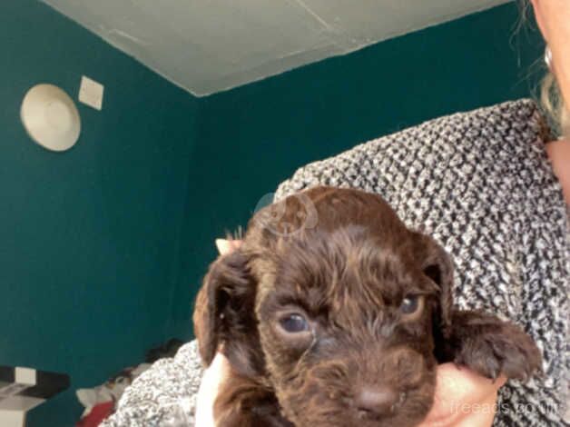 Cockapoo puppies for sale in Durham, County Durham - Image 5