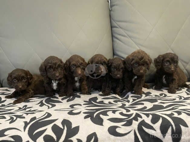 Cockapoo puppies for sale in Faversham, Kent