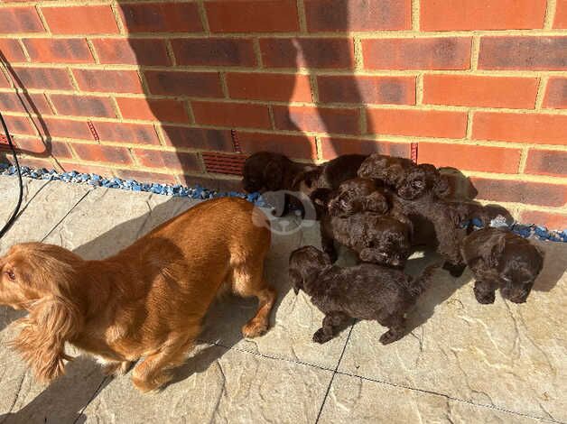 Cockapoo puppies for sale in Faversham, Kent - Image 2