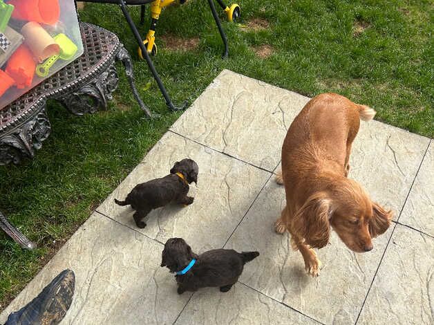 Cockapoo puppies for sale in Faversham, Kent - Image 3