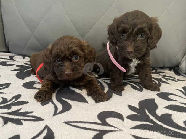 Cockapoo puppies for sale in Faversham, Kent - Image 5