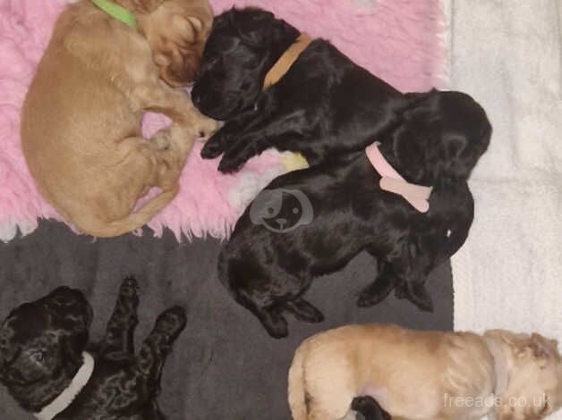 Cockapoo Puppies for sale in Glasgow, Glasgow City