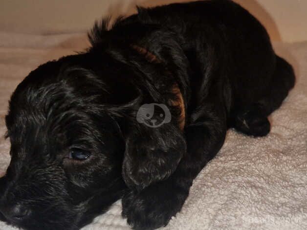 Cockapoo Puppies for sale in Glasgow, Glasgow City - Image 5