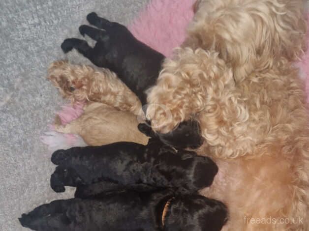 Cockapoo Puppies for sale in Glasgow City