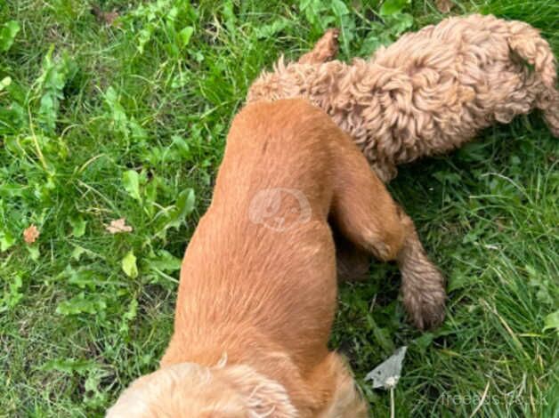 Cockapoo puppies for sale in Henfield, Gloucestershire