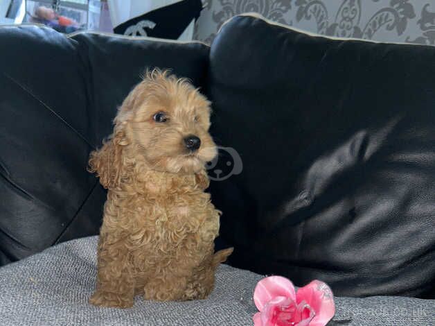 Cockapoo puppies for sale in Henfield, Gloucestershire - Image 2