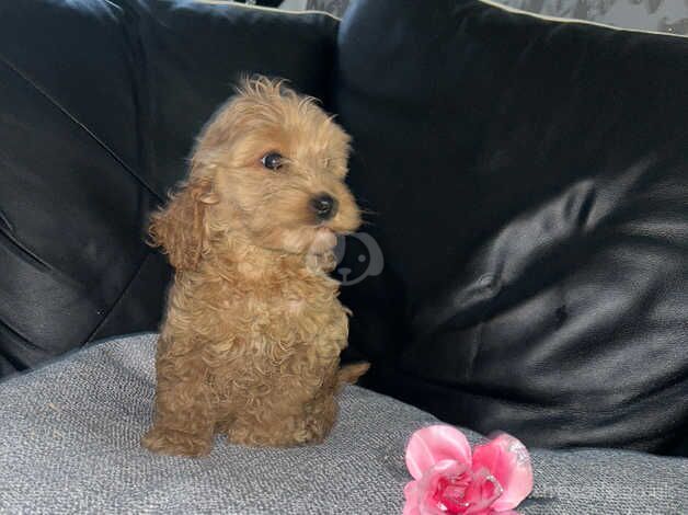 Cockapoo puppies for sale in Henfield, Gloucestershire - Image 3