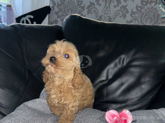 Cockapoo puppies for sale in Henfield, Gloucestershire - Image 4