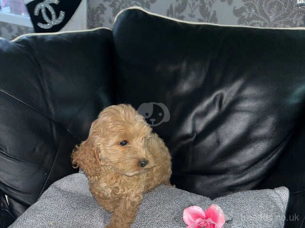 Cockapoo puppies for sale in Henfield, Gloucestershire - Image 5