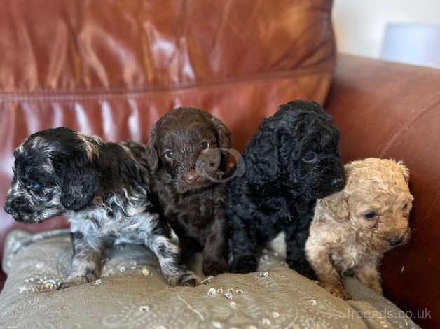 Cockapoo puppies for sale in Kilmarnock, East Ayrshire