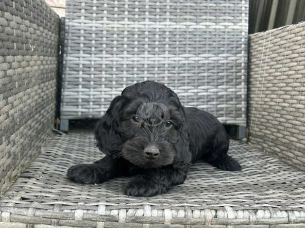 Cockapoo puppies for sale in Kilmarnock, East Ayrshire