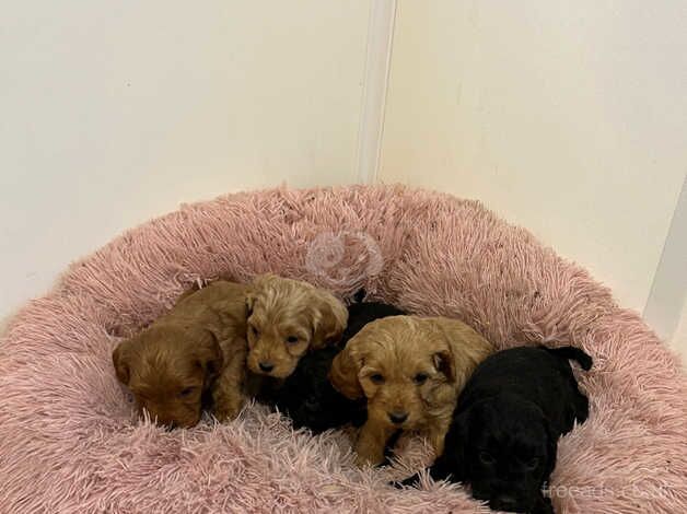 Cockapoo puppies for sale in Kilmarnock, East Ayrshire - Image 2