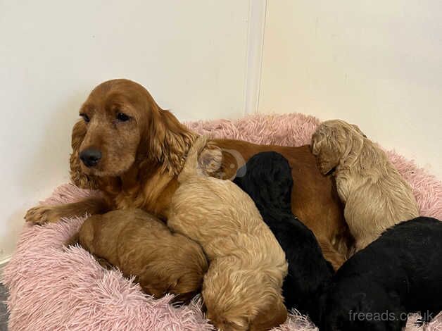 Cockapoo Puppies for sale in East Ayrshire