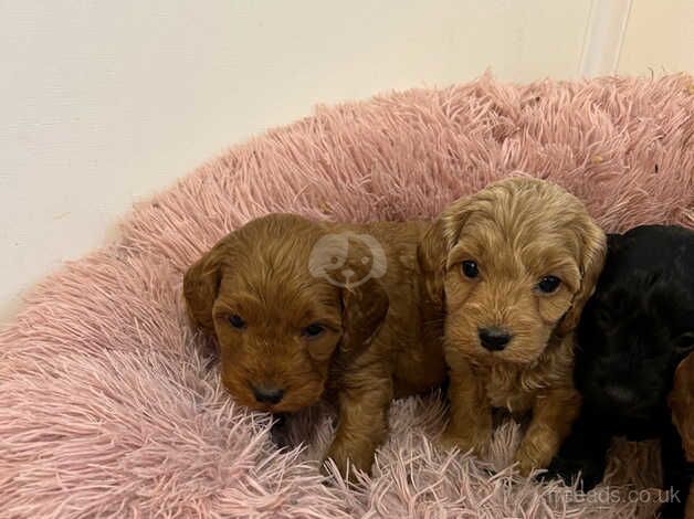 Cockapoo puppies for sale in Kilmarnock, East Ayrshire - Image 4