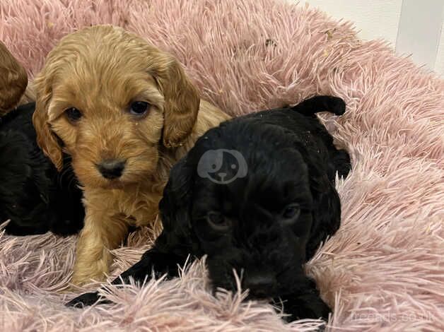 Cockapoo puppies for sale in Kilmarnock, East Ayrshire - Image 5