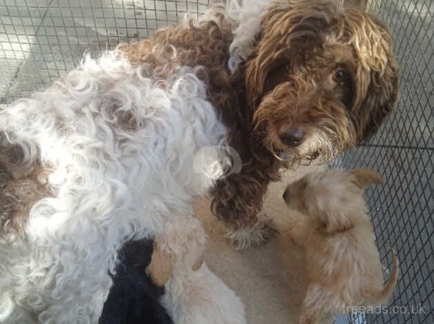 Cockapoo puppies for sale in Kingswinford, West Midlands - Image 1