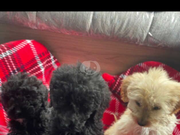 Cockapoo puppies for sale in Kingswinford, West Midlands - Image 2