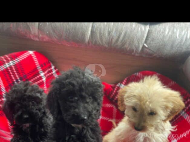 Cockapoo puppies for sale in Kingswinford, West Midlands - Image 4