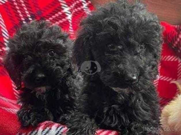 Cockapoo puppies for sale in Kingswinford, West Midlands - Image 5