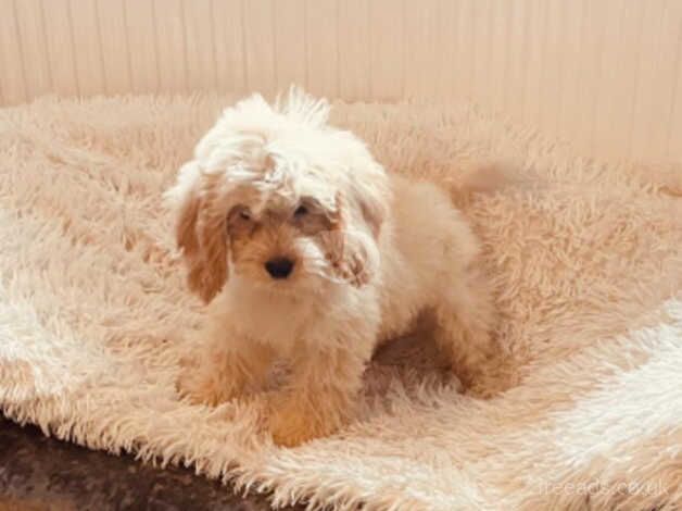 Cockapoo puppies for sale in Leigh, Greater Manchester